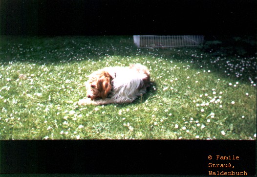 Film_0_Griffo_03_JPG.jpg