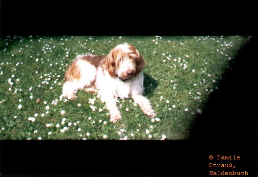Film_0_Griffo_04_JPG.jpg