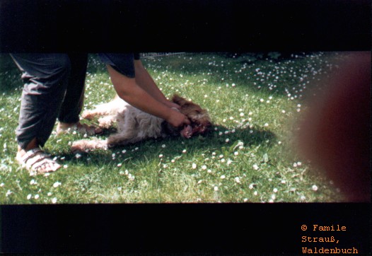 Film_0_Griffo_06_JPG.jpg